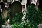 Cmentarz ydowski w Krakowie w obiektywie Kariny ukasik
