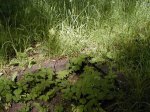 Olsztyn - w trawie mona odnale jeszcze lady grobw