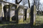 Ostrowiec witokrzyski - macewy na cmentarzu ydowskim