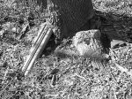 Fragment nagrobka na cmentarzu ydowskim w Prabutach 